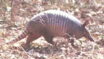 armadillo3.jpg (4390 bytes)